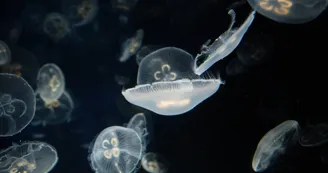Aquarium La Rochelle Aquarium La Rochelle