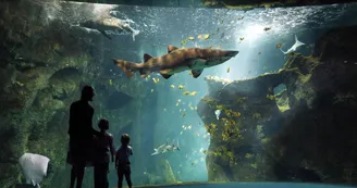 Aquarium La Rochelle Aquarium La Rochelle