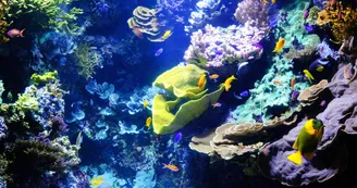 Aquarium La Rochelle Aquarium La Rochelle