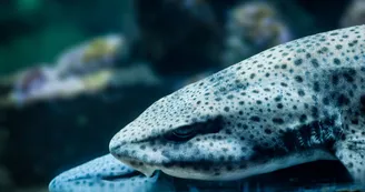 Aquarium La Rochelle Aquarium La Rochelle