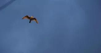 Sortie soirée - La Voile Pour Tous Sortie soirée - La Voile Pour Tous