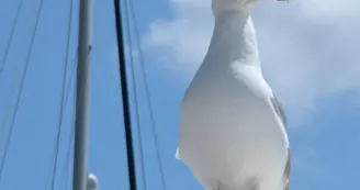 Le P'tit Bleu