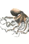 Exposition autour du Gyotaku traditionnel